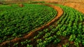 Peanut fields, a bean crop planted on land in the countryside Royalty Free Stock Photo