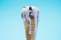 Peanut flavor ice cream cone melting on a blue