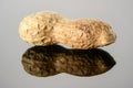 Peanut on glossy grey surface with reflection. Ripe whole real peanut macro close-up, high resolution