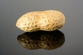 Peanut on glossy grey surface with reflection. Ripe whole real peanut macro close-up, high resolution full depth of field