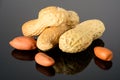 Peanut on glossy grey surface with reflection. Three whole real peanut with three kernels macro close-up, high resolution full