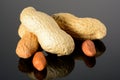 Peanut on glossy grey surface with reflection. Three whole real peanut with two kernels macro close-up, high resolution full depth