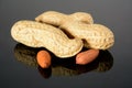 Peanut on glossy grey surface with reflection. Three whole real peanut with two kernels macro close-up, high resolution full depth