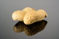 Peanut on glossy grey surface with reflection. Two ripe whole real peanut macro close-up, high resolution