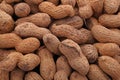 Peanut or groundnut