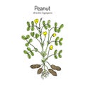 Peanut, or groundnut Arachis hypogaea