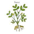 Peanut, or groundnut Arachis hypogaea