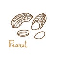 Peanut, groundnut hand drawn graphics element for packaging design of nuts and seeds or snack. Vector illustration in