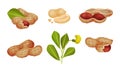 Peanut or Groundnut Legume Plant Pod with Seed Inside Vector Set