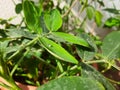 Peanut or groundnut plant growing in a pot