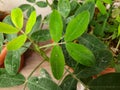 Peanut or groundnut plant growing in a pot