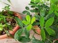 Peanut or groundnut plant growing in a pot