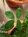 Peanut or groundnut plant growing in a pot