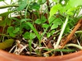 Peanut or groundnut plant growing in a pot