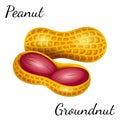 Peanut, groundnut in vector.