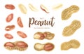 Peanut. Groundnut whole , halves, in shell and individual kernels isolated on white background set.Traditional and