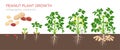 Peanut growing stages vector illustration in flat design. Planting process of groundnut plant. Peanut growth from seed