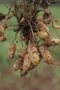 Peanut Harvest