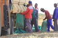 Peanut harvest in South Africa