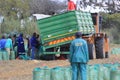 Peanut harvest in South Africa