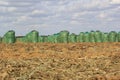 Peanut harvest in South Africa