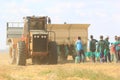 Peanut harvest in South Africa