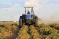 Peanut harvest in South Africa