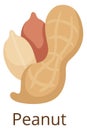 Peanut icon. Tasty raw seed. Organic nut