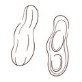 Peanut icons line art style. Hand drawn peanut sketch for template label, packing and emblem design. Vector illustration