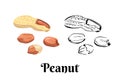 Peanut isolated on white background. Vector color illustration of nuts in shell and peeled
