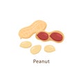 Peanut isolated on white background vector illustration in flat design. Royalty Free Stock Photo