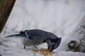 Peanut and the Jay Royalty Free Stock Photo