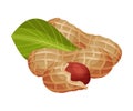 Peanut Kernel in Nutshell with Green Leaf Vector Illustration