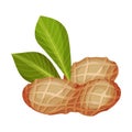 Peanut Kernel in Nutshell with Green Leaf Vector Illustration