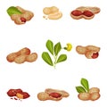 Peanut Kernel in Nutshell with Green Leaves Vector Set