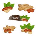 Peanut kernel in nutshell with leaves set