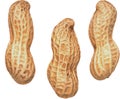 Peanut kernels, Piece, Pieces, complete, whole, shelled peanuts, cookies