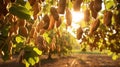 peanut orchard vegetables production and cultivation, green business, entrepreneurship harvest. Matures Royalty Free Stock Photo