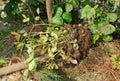 Peanut Plant being Unearthed