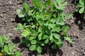 Peanut plant bushes growing in garden. Cultivation of groundnuts in open ground in temperate continental climate. Closeup Organic