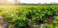 Peanut plant in farm with morning light Royalty Free Stock Photo