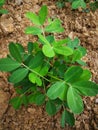 Peanut plant Royalty Free Stock Photo