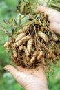 Peanut plant in hands Royalty Free Stock Photo