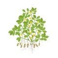 Peanut plant. Plant with roots and tubers flowers and leaves. Legumes nut. Vector illustration. Arachis hypogaea. Also