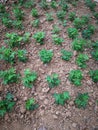 Peanut plant Royalty Free Stock Photo