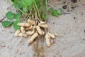 Peanut plant on sandy soil background Royalty Free Stock Photo