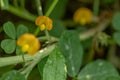 Peanut plant, thin green leaves, yellow flowers, on a sunny morning