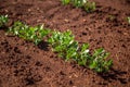Peanut Plantation field bean Royalty Free Stock Photo