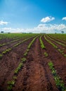 Peanut Plantation field bean Royalty Free Stock Photo