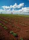 Peanut Plantation field bean Royalty Free Stock Photo